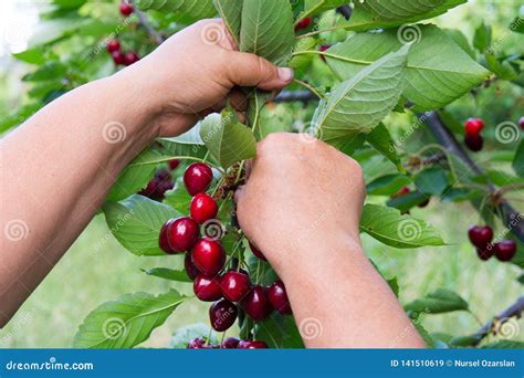 cherry picking stock image image  garden cherry