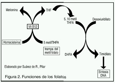 Ácido Fólico: nutriente redescubierto