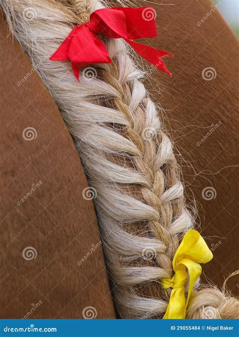 Plaited Horse Tail Stock Images - Image: 29055484