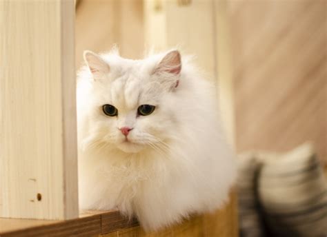 nama kucing jantan oren putih kinleykruwjuarez