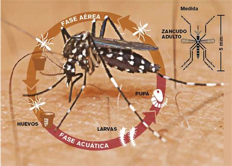 Imagem Do Aedes Aegypti - Imagens Do Aedes Aegypti - FDPLEARN