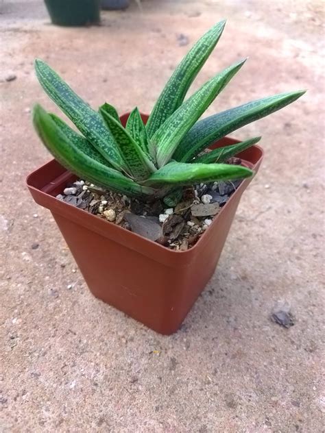 Gasteria 'Little Warty' - Succulent Shop Nursery South Africa buy ...