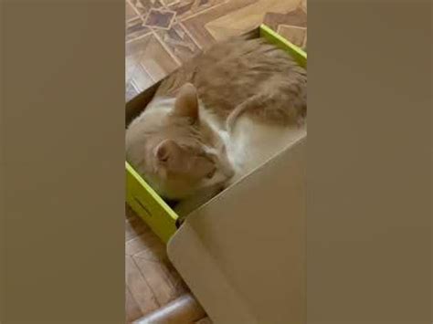 коробка для кота. #татарстан #кот #котики #коты #котенок - YouTube