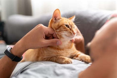 O Que Significa Ronronar - Você sabe o que significa ronronar dos gatos?
