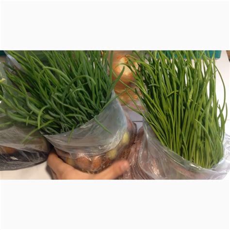 Продам лук-севок, купить лук-севок, Одесская обл — Agro-Ukraine