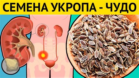СЕМЕНА ВОЗРОЖДЕНИЯ! Всего одна ложка СЕМЯН УКРОПА и организм как Новый ...