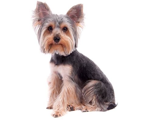 15+ Most Popular Yorkie Haircuts (with Pictures) - Marvelous Dogs