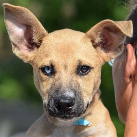 pet pal animal shelter 4