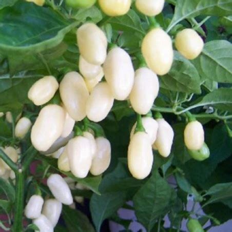 Price: €1.85 - Habanero White Seeds