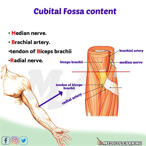 Cubital Fossa Contents 9