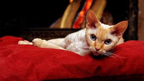 Kot devon rex – cena, charakter, opis rasy