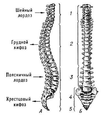 Хребет - значення слова, визначення слова, слово означає | VseslovA