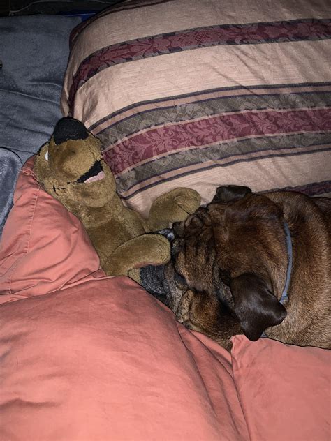 Scooby protect Louie from nightmares... makes going to work so