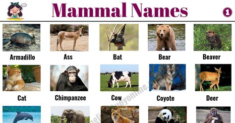 List of Mammals: 50+ Popular Mammal Names with Examples and ESL ...