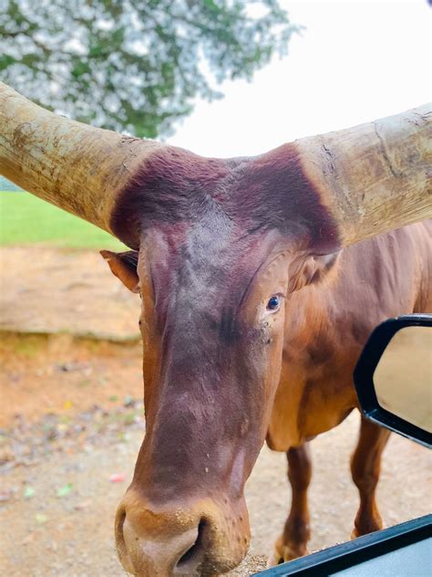 Tips for Your Lazy 5 Ranch Visit