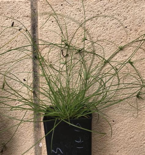 Cyperus gracilis – Brisbane City Life