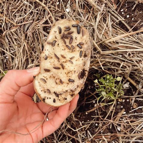 how to get rid of pill bugs in house