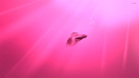 pink fish   pink water wallpaper artistic wallpapers