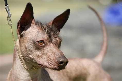 55+ Mexican Hairless Chihuahua Mix - l2sanpiero