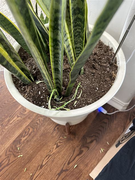 Tiny victory! : r/plants