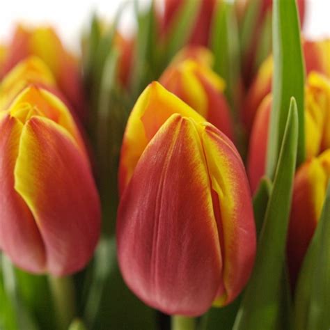 Tulipán EN DOW JONES 36cm/28g
