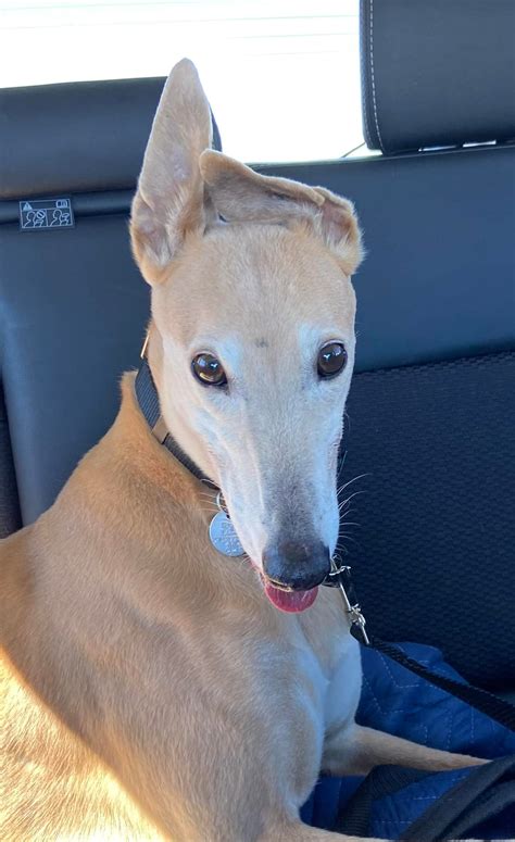 Greyhound en dallas tx service cuts leave travelers stranded 26