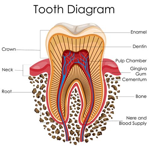 Diagram Teeth Roots