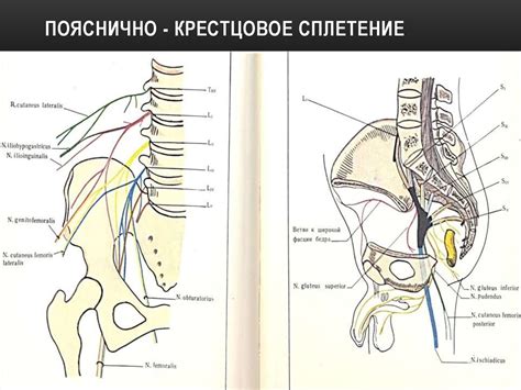 Синдромы поражения головного и спинного мозга - презентация онлайн