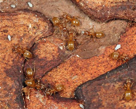 lasius pallitarsis bugguidenet
