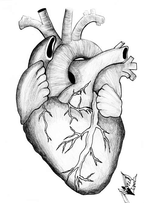 How To Draw A Human Heart Drawing Easy Outline Anatomical Heart Images