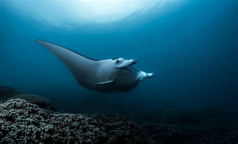 The Manta ray - TOPDIVE