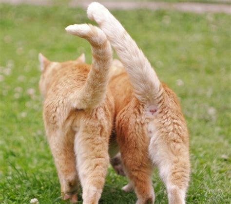 Cosa vuol dire quando il gatto muove la coda mentre gli parli