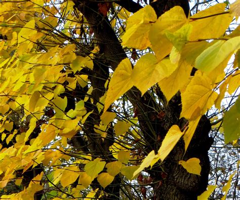 Colours in December - London Traveller