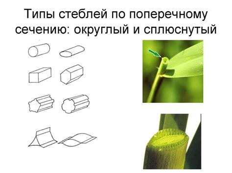 Морфология и анатомия стебля - презентация онлайн