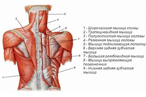 Тренировка спины: базовые и развернутые упражнения, программы для ...