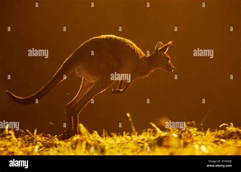 australian marsupials adaptation  movement  res stock photography