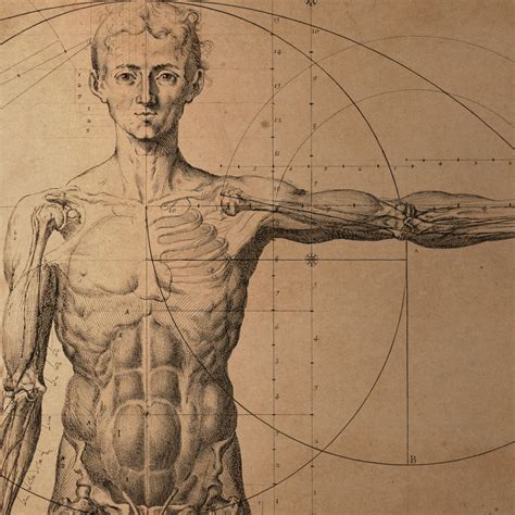 Anatomie Zeichenblatter Fur Den Unterricht 3