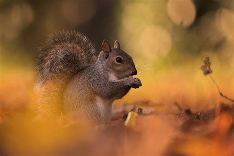 Grey Squirrel - Francis J Taylor Photography