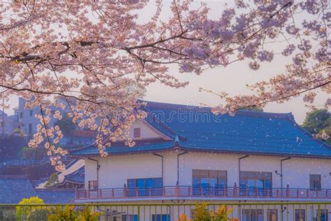 cherry blossoms  kogaya park stock image image  trees yokohama