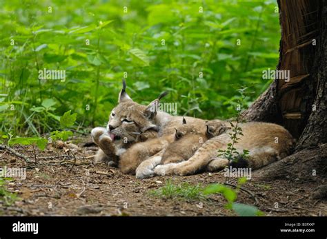 Eurasian lynx germany hi-res stock photography and images - Alamy