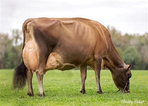 jersey  grazing   lush field jersey  images jersey