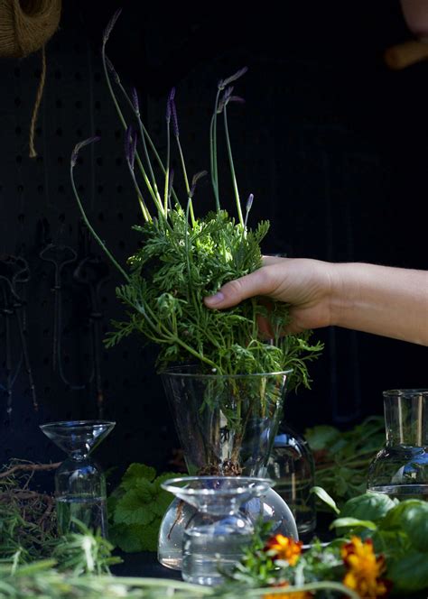 Mosquito Repellent: 5 Flowers and Herbs to Keep Pests Away - Gardenista