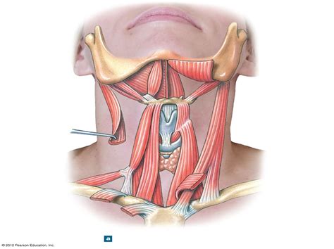 Neck Muscles Diagram | Quizlet