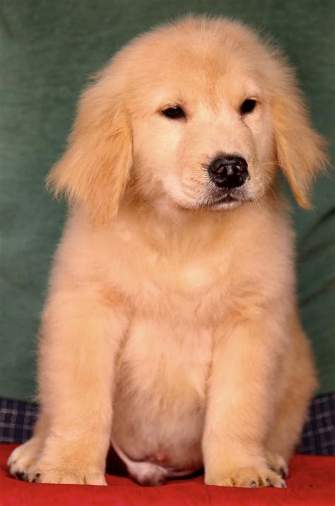 Golden Retriever Puppies for Sale in Delhi, India {Reserve Now}