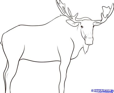 Как нарисовать лося карандашом поэтапно | Pencil drawings of animals ...