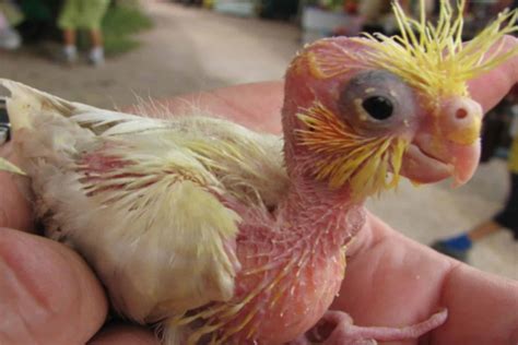 21+ Ugly Baby Animal Pictures | Murnautalk