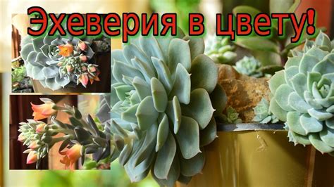 Эхеверия или каменная роза. Цветение! - YouTube