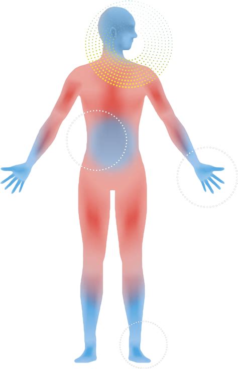 Graphic Royalty Free Download The Ki Of Living - Nervous System Clip ...