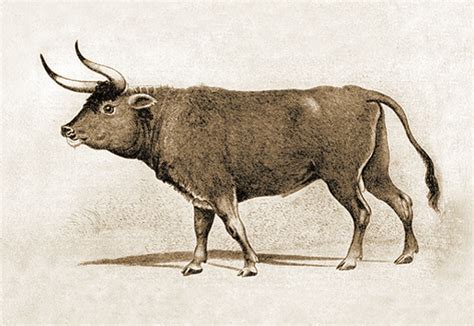 The Aurochs is coming back to European forests and grasslands ...