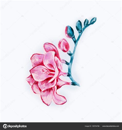Sketch of a beautiful red freesia flower on a white background. — Stock ...